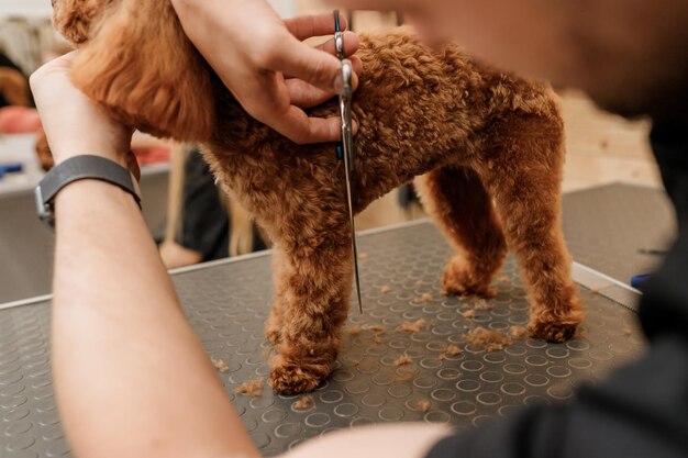 Close-up de profissional masculino fazendo corte de cabelo de cachorro poodle teacup no salão de beleza com equipamento profissional