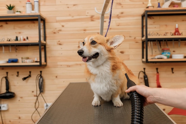 Close-up de profissional masculino pet groomer seco Welsh Corgi Pembroke pele de cachorro com um secador de cabelo após a lavagem no salão de beleza Conceito de preparação