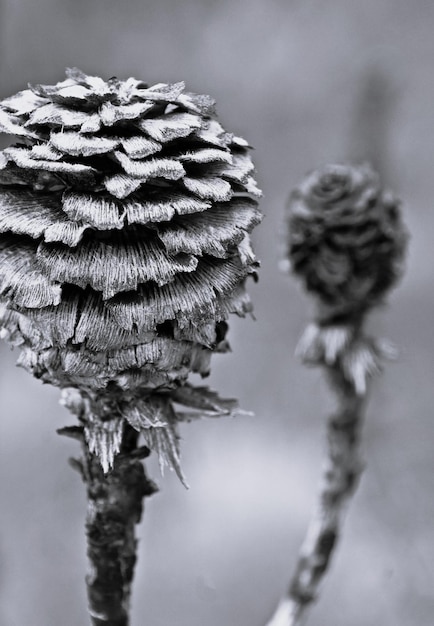 Foto close-up de protea cones monocromático