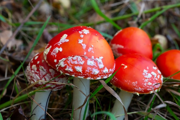 Close-up de quatro cogumelos amanita muscaria, um jovem cogumelo vermelho que cresce na floresta no outono. cogumelo alucinógeno venenoso, tratamento de vermes para animais selvagens na natureza