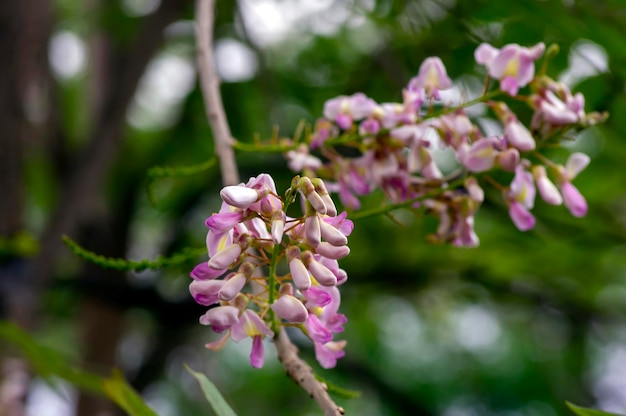 Close-up de quickstick Gliricidia sepium flores rosa foco raso