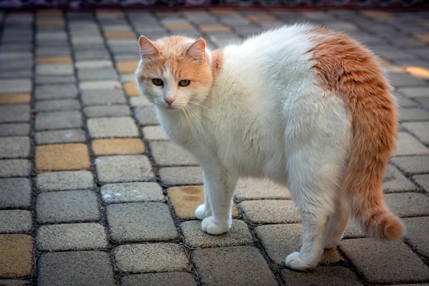 Close-up de raça de gato branco (van turco) anda na rua...