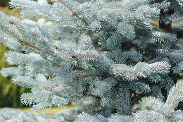Close up de ramos de abeto azul claro Foco seletivo