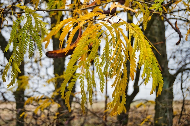 Close-up de ramos de acácia e folhas no outono.