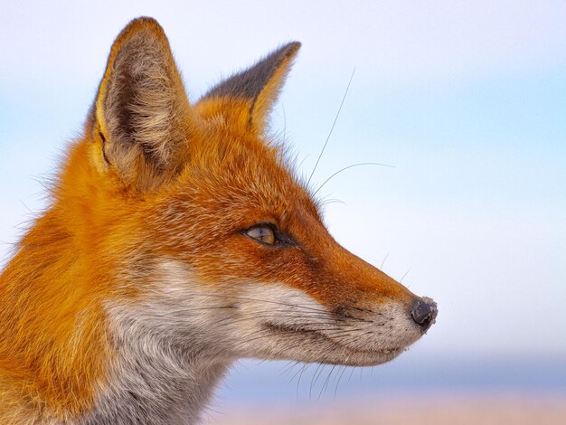 Foto close-up de raposa contra o céu