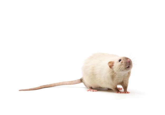 Close-up de rato isolado no branco