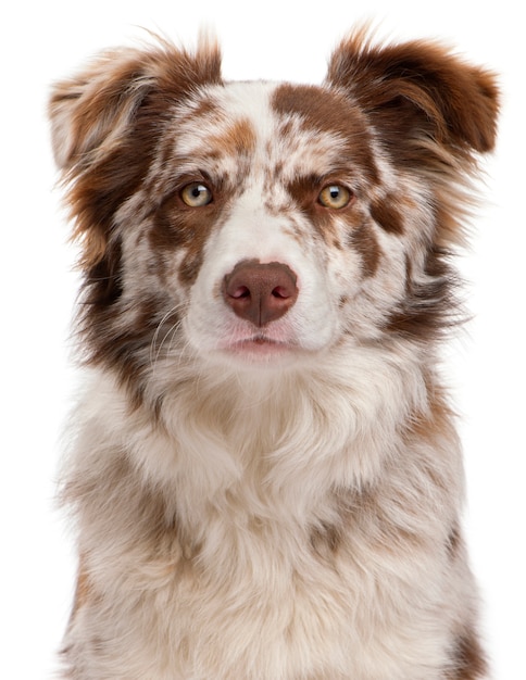 Close-up de Red Merle Border Collie, 6 meses de idade,