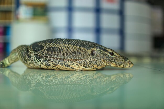 Foto close-up de réptil em uma mesa em um hospital