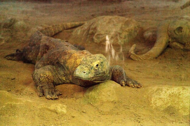 Foto close-up de réptil na areia no deserto