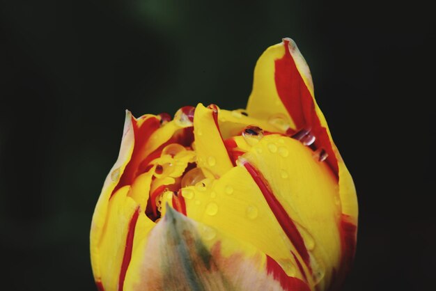 Foto close-up de rosa amarela contra fundo preto