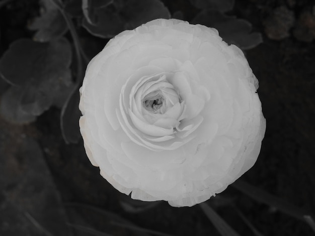 Close-up de rosa branca florescendo ao ar livre