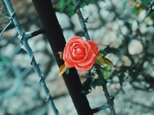 Foto close-up de rosa contra fundo desfocado