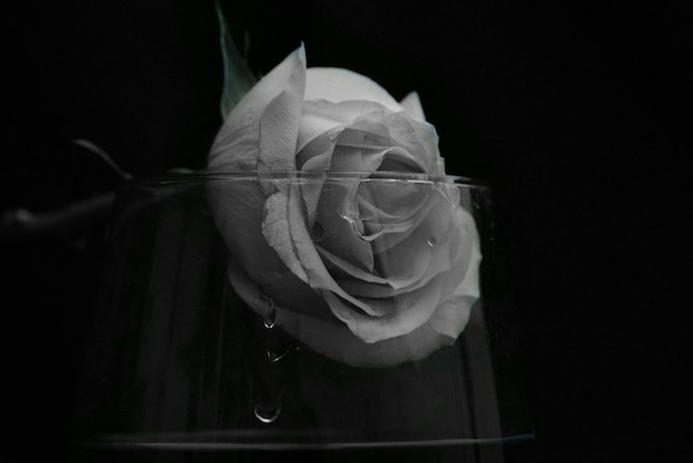 Close-up de rosa em vidro de vinho