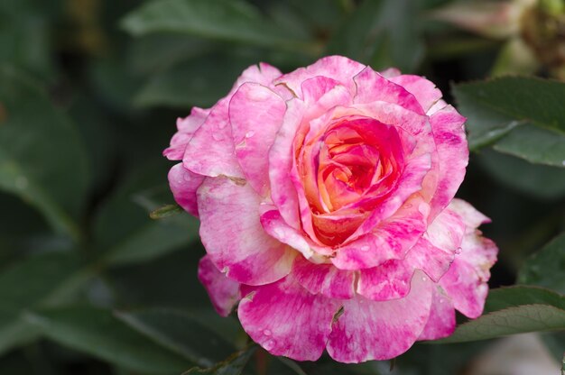Close-up de rosa florescendo ao ar livre