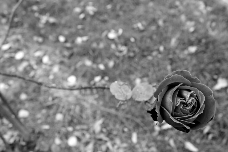 Foto close-up de rosa florescendo ao ar livre