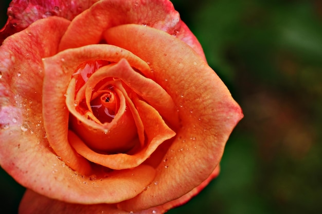 Foto close-up de rosa molhada florescendo ao ar livre