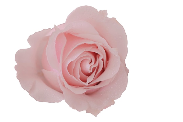 Foto close-up de rosa no fundo branco isolar o fundo