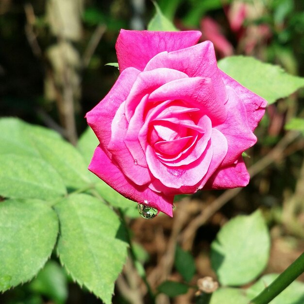 Close-up de rosa rosa