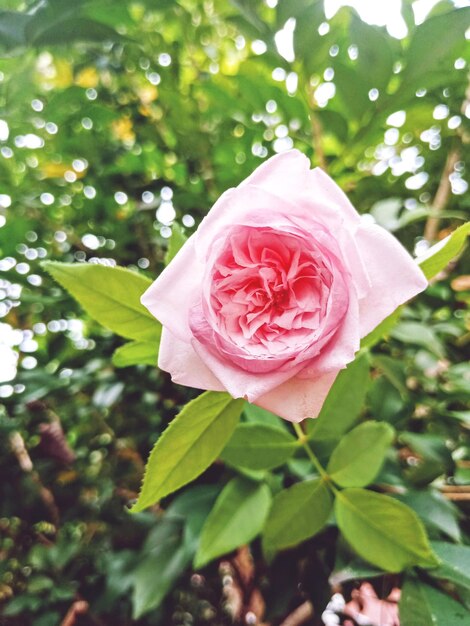 Foto close-up de rosa rosa