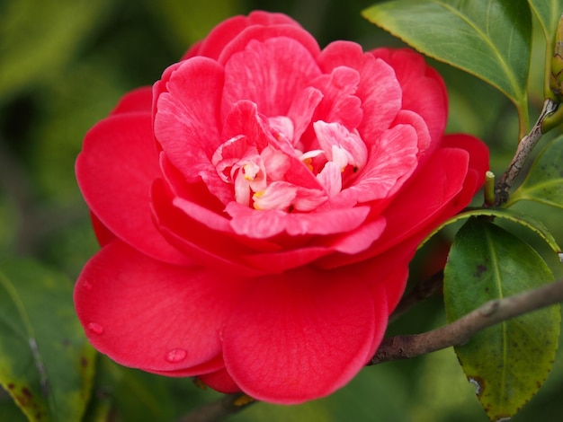 Foto close-up de rosa rosa