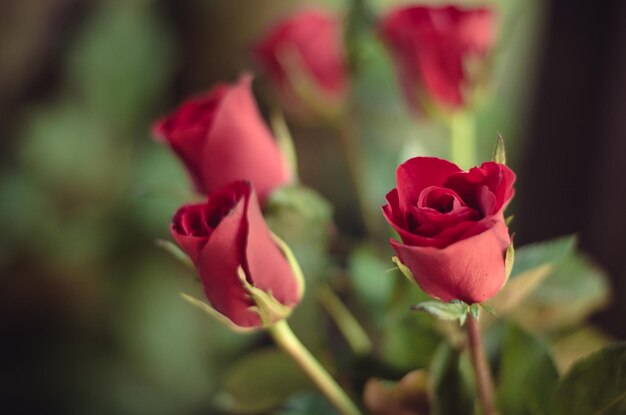 Close-up de rosa rosa