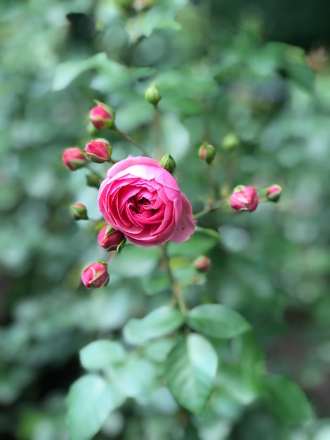 Foto close-up de rosa rosa