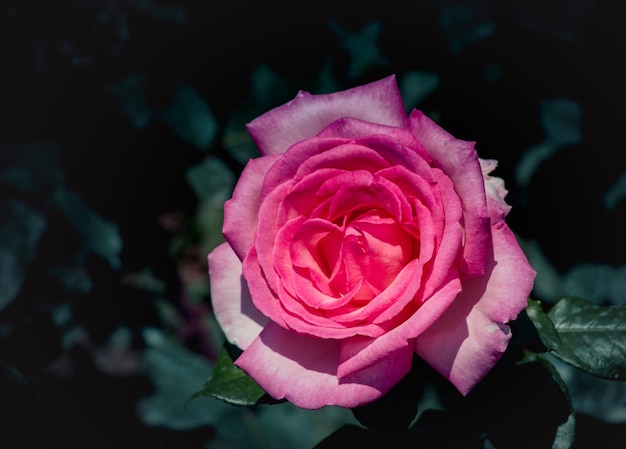 Close-up de rosa rosa