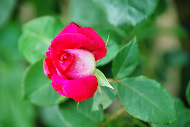 Foto close-up de rosa rosa