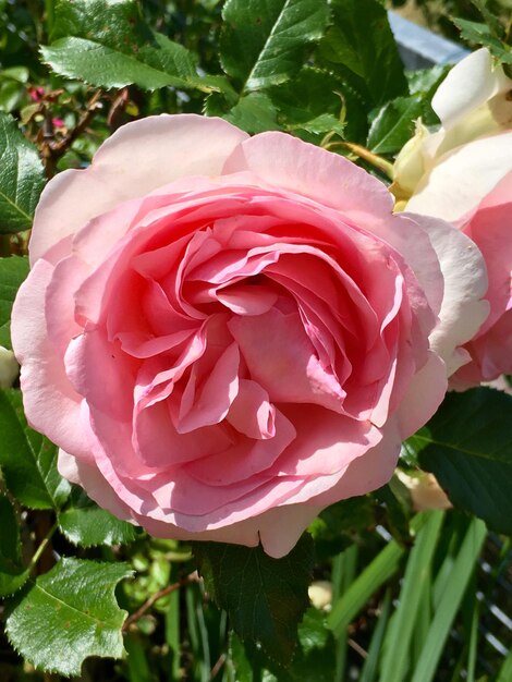 Close-up de rosa rosa