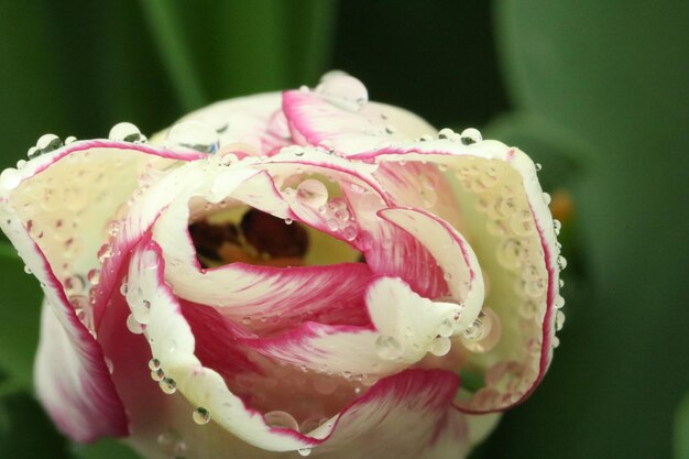 Foto close-up de rosa rosa