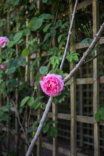 Foto close-up de rosa rosa