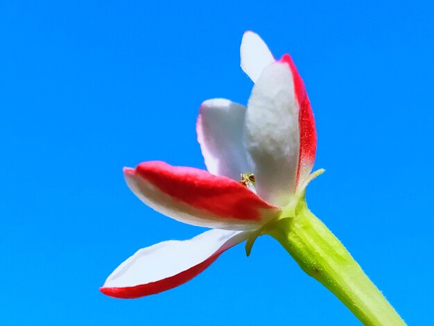 Foto close-up de rosa vermelha contra o céu azul