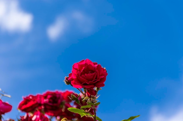 Foto close-up de rosa vermelha contra o céu azul