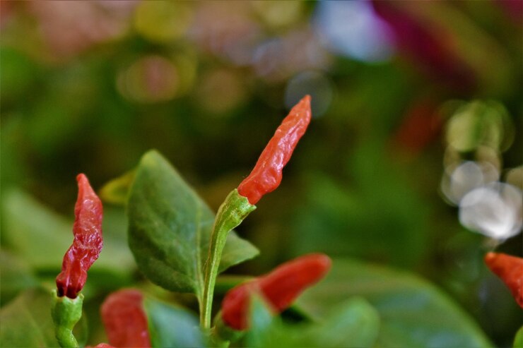 Foto close-up de rosa vermelha na planta