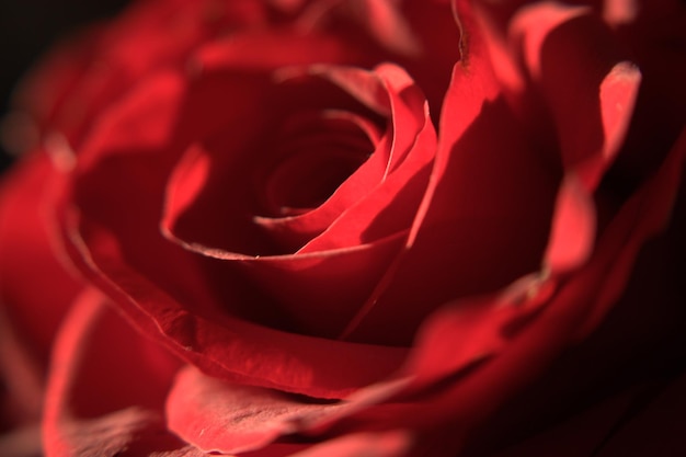 Close-up, de, rosa vermelha