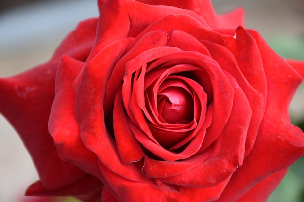Close-up, de, rosa vermelha