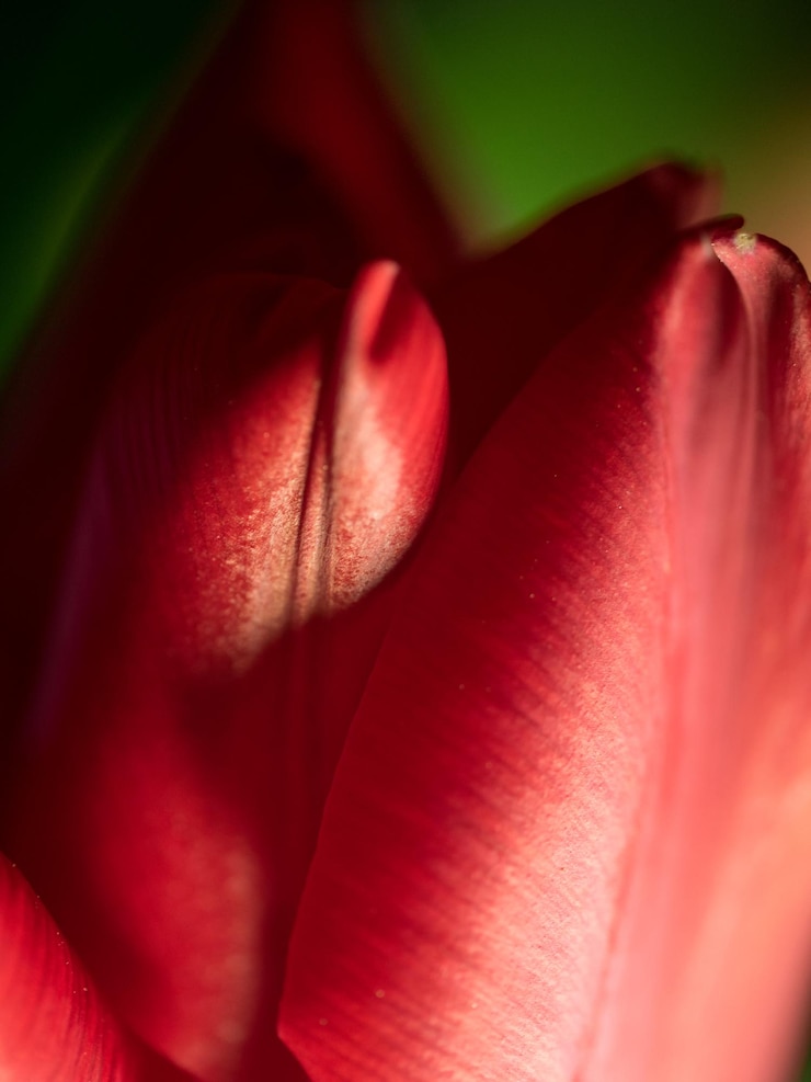 Foto close-up, de, rosa vermelha