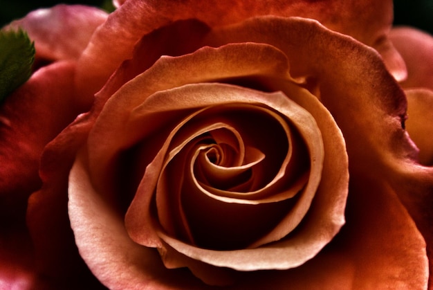 Foto close-up de rosa