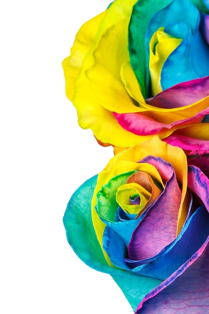 Close up de rosas arco-íris isolado em um fundo branco