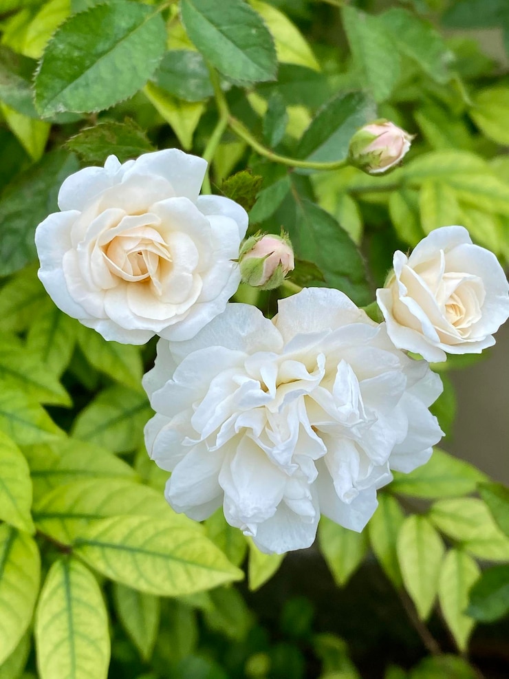 Foto close-up de rosas brancas