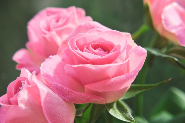 Close up de rosas cor de rosa com gotas de água nas pétalas Imagem macro com pequena profundidade de campo