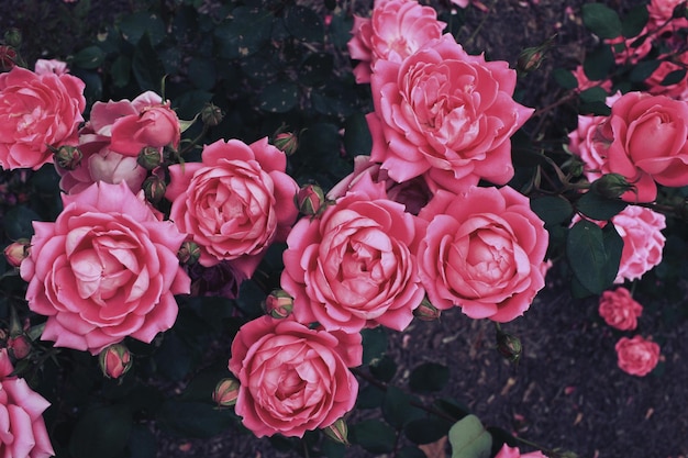 Close-up de rosas cor-de-rosa florescendo ao ar livre