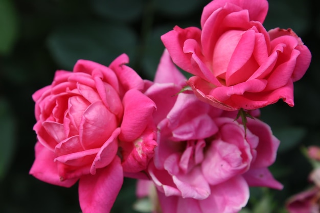 Close-up de rosas cor-de-rosa florescendo no parque