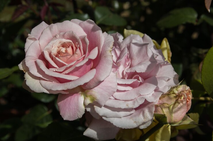 Foto close-up de rosas cor-de-rosa no jardim