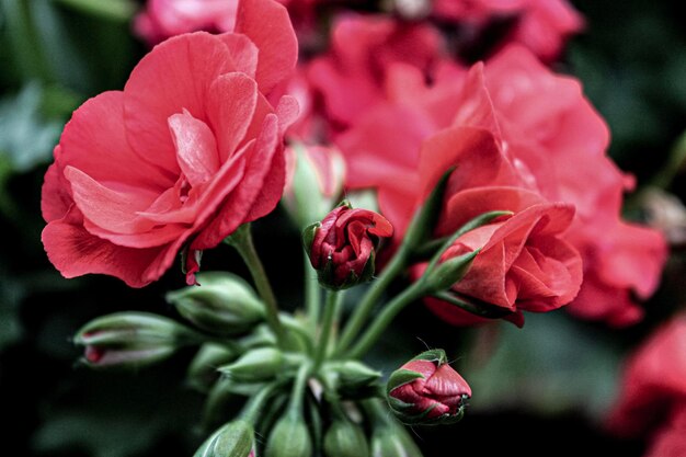 Close-up de rosas cor-de-rosa