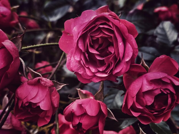 Close-up de rosas cor-de-rosa