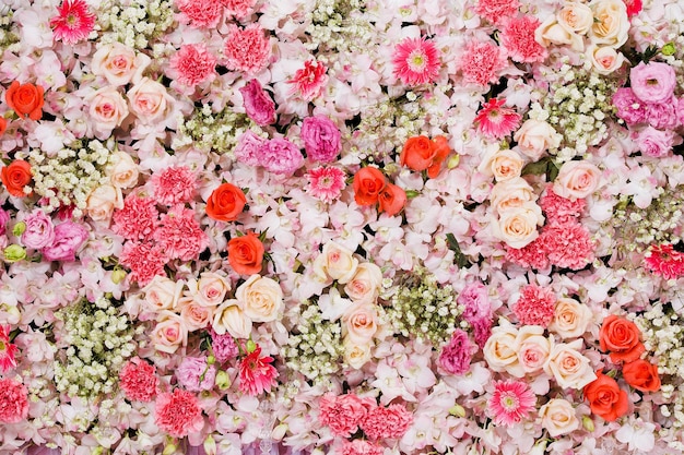 Close-up de rosas cor-de-rosa