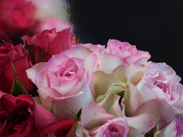 Close-up de rosas cor-de-rosa