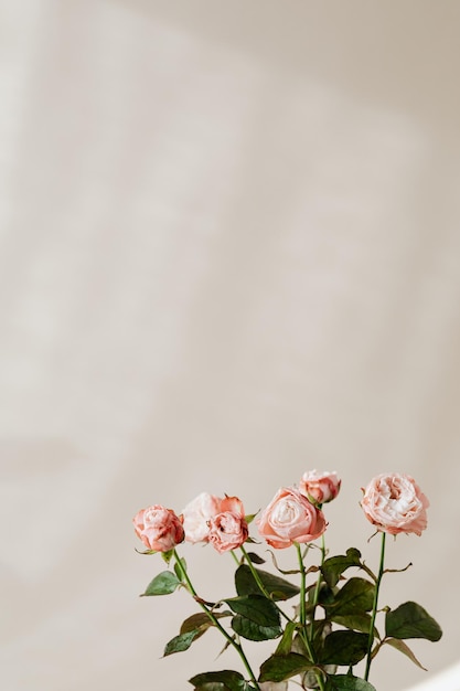 Close-up de rosas cor-de-rosa