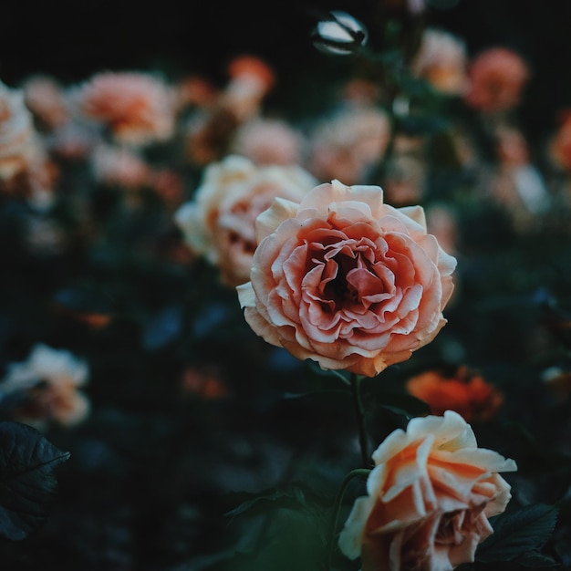 Close-up de rosas crescendo na planta